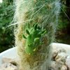 Austrocylindropuntia _floccosa_ KK393 _09